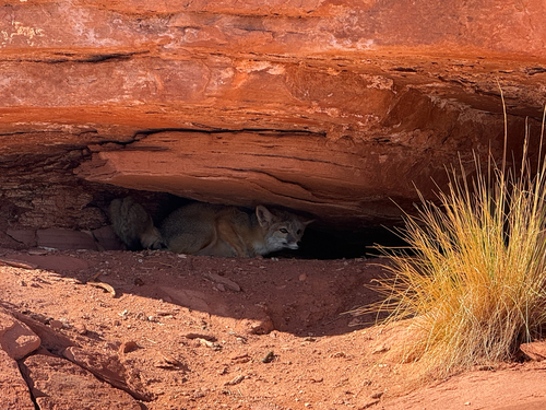 Kit Fox photographed in Utah