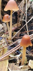 Conocybe coprophila