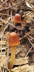 Conocybe coprophila
