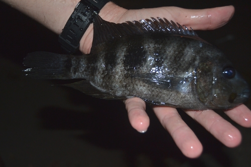 Arrow cichlid (Amphilophus sagittae) — Cichlidae — 2