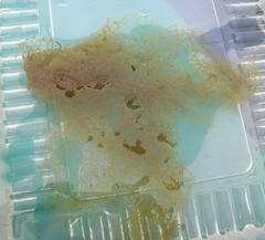 Hydrodictyon reticulatum