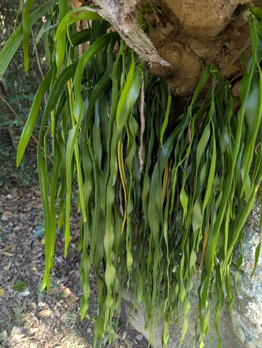 ribbon fern (Ophioderma pendulum)