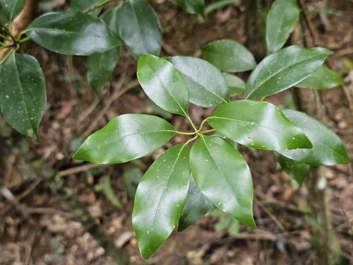 Neolitsea hiiranensis observed 2026-02-12