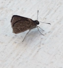 Lerodea eufala eufala