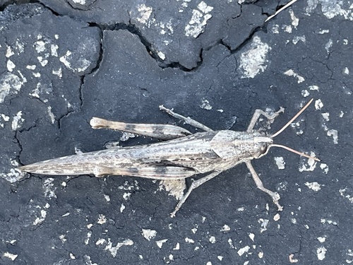 iNaturalist observation photo of Gray Bird Grasshopper