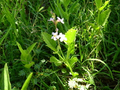 Pitraea cuneato-ovata