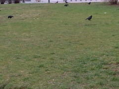 Corvus frugilegus