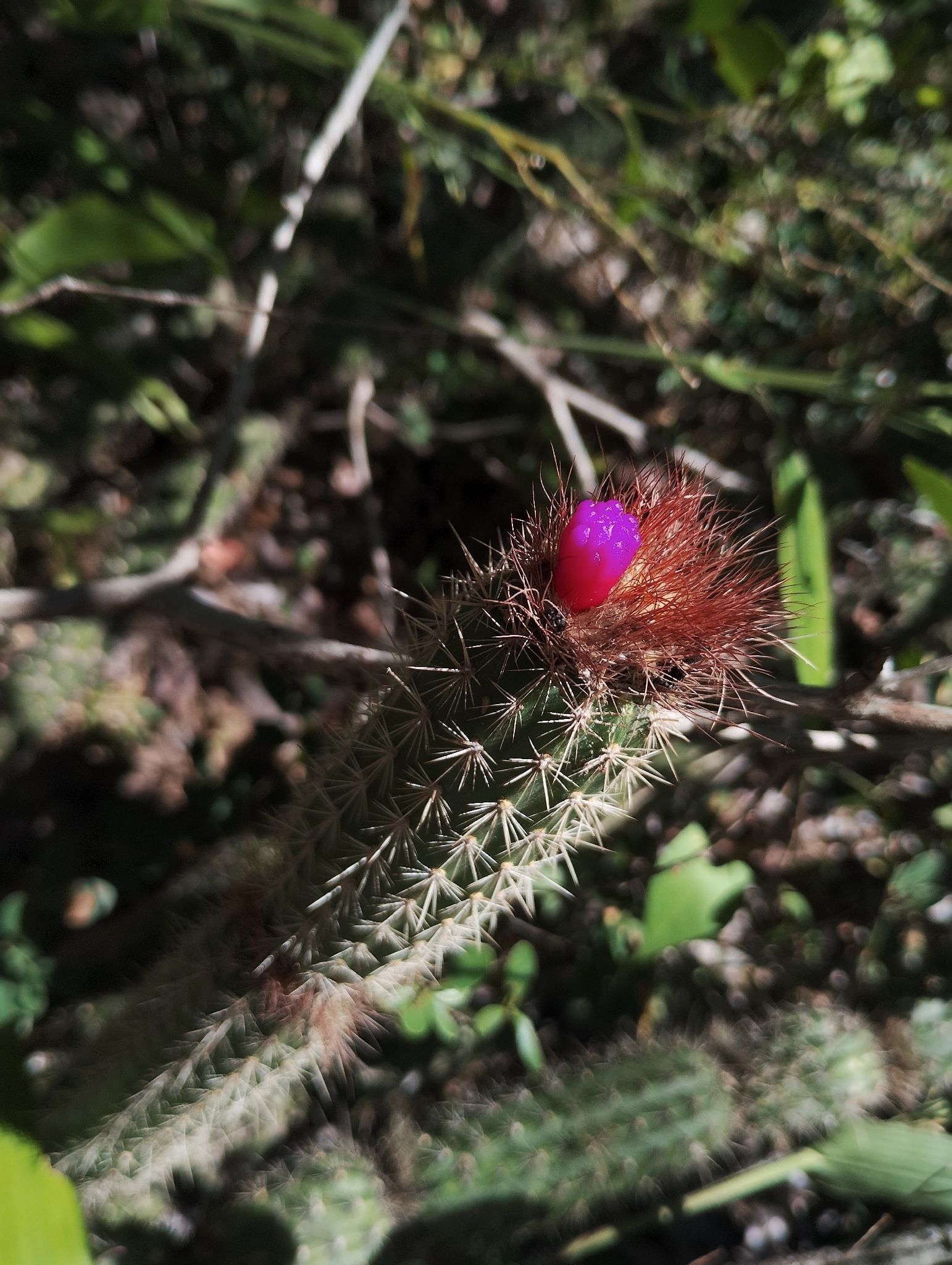 Arrojadoa rhodantha
