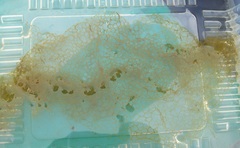 Hydrodictyon reticulatum