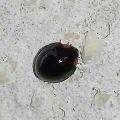 Parexochomus nigromaculatus