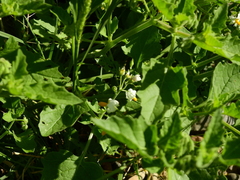 Solanum tweedianum