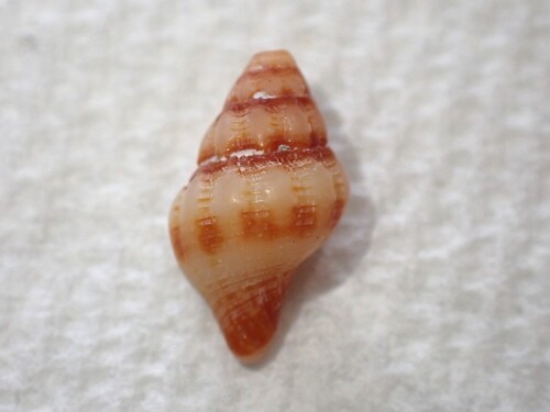 Peristernia chlorostoma observed 2026-02-20