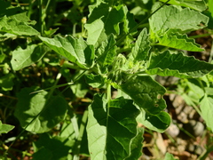 Solanum tweedianum