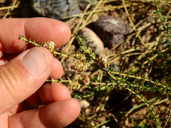 Acantholippia seriphioides