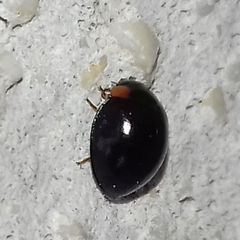 Parexochomus nigromaculatus