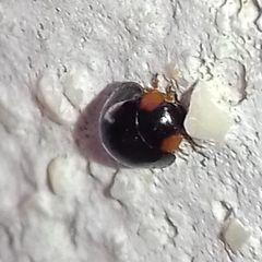 Parexochomus nigromaculatus