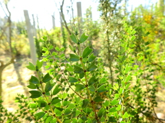 Larrea cuneifolia