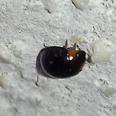 Parexochomus nigromaculatus