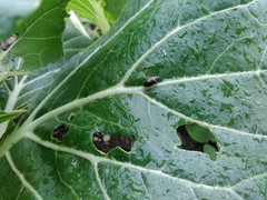 Microtheca ochroloma