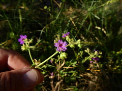 Mirabilis ovata