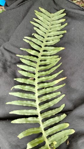 Polypodium plesiosorum observed 2026-02-21