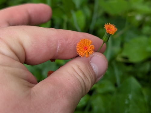 Fiery Tasselflower (Emilia coccinea)