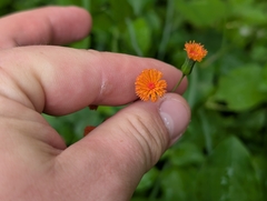 Emilia coccinea, photograph author not stated, no rights reserved