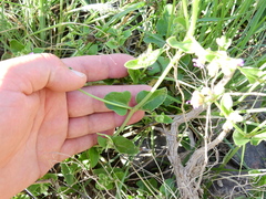 Mirabilis ovata