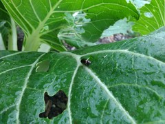 Microtheca ochroloma