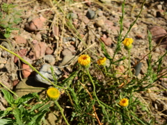Hysterionica jasionoides