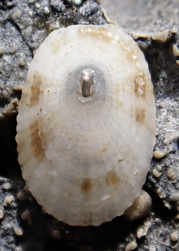 Diodora granifera observed 2026-02-19