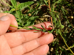 Hysterionica jasionoides