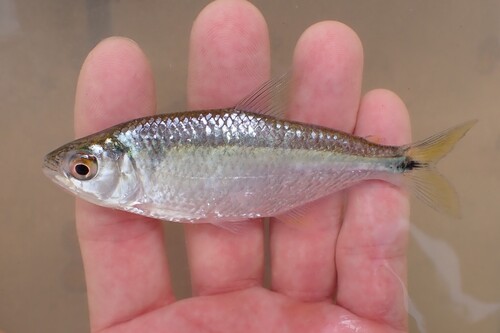 Bramocharax bransfordii — Characidae — 5