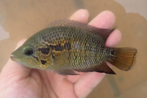 Monarch cichlid (Parachromis friedrichsthalii) — Cichlidae — 4