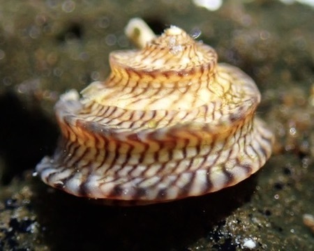 Peasiella tantilla observed 2026-02-20