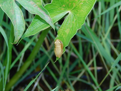Dwarf Treefrog, Dendropsophus nanus
