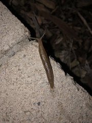 Ambigolimax