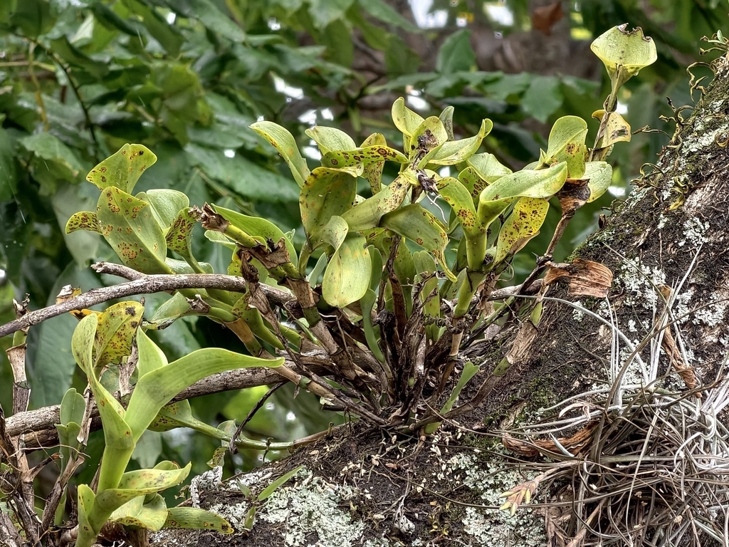 Epidendrum amparoanum Schltr.