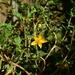 Mentzelia parvifolia - Photo (c) Guillermo Debandi, some rights reserved (CC BY), uploaded by Guillermo Debandi