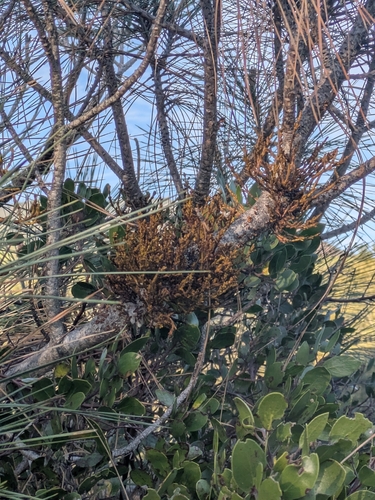 gray pine dwarf-mistletoe (Arceuthobium occidentale)