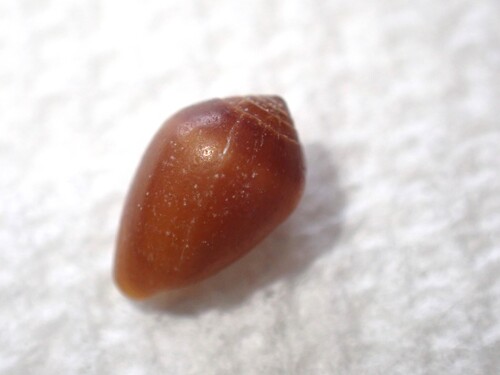 Melampus castaneus observed 2026-02-20