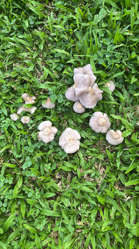 Clitocybe, 2026-02-21