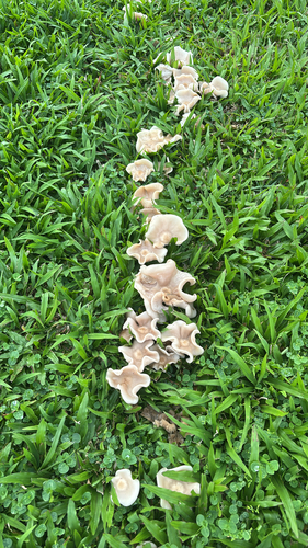 Clitocybe, 2026-02-21
