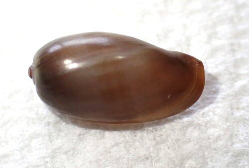 Monetaria caputserpentis observed 2026-02-20