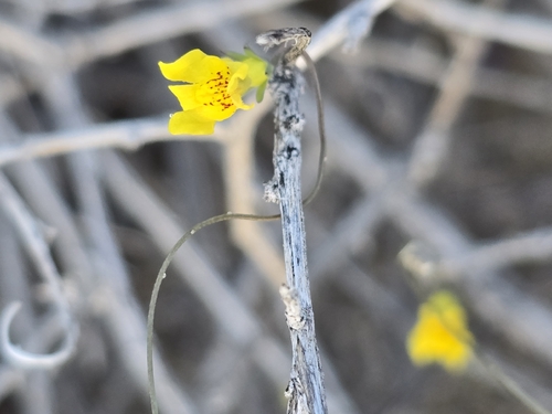 Tangled Snapdragon (Neogaerrhinum filipes)