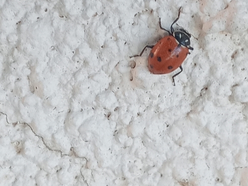 Ladybug