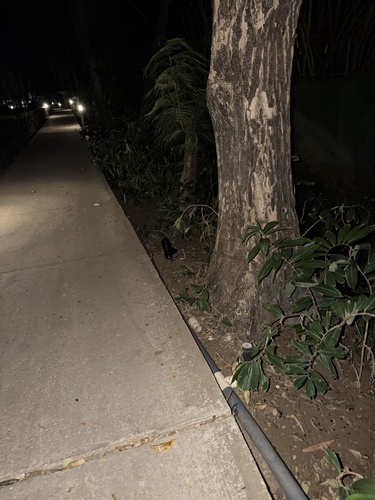 Hooded Skunk observed by phil1992