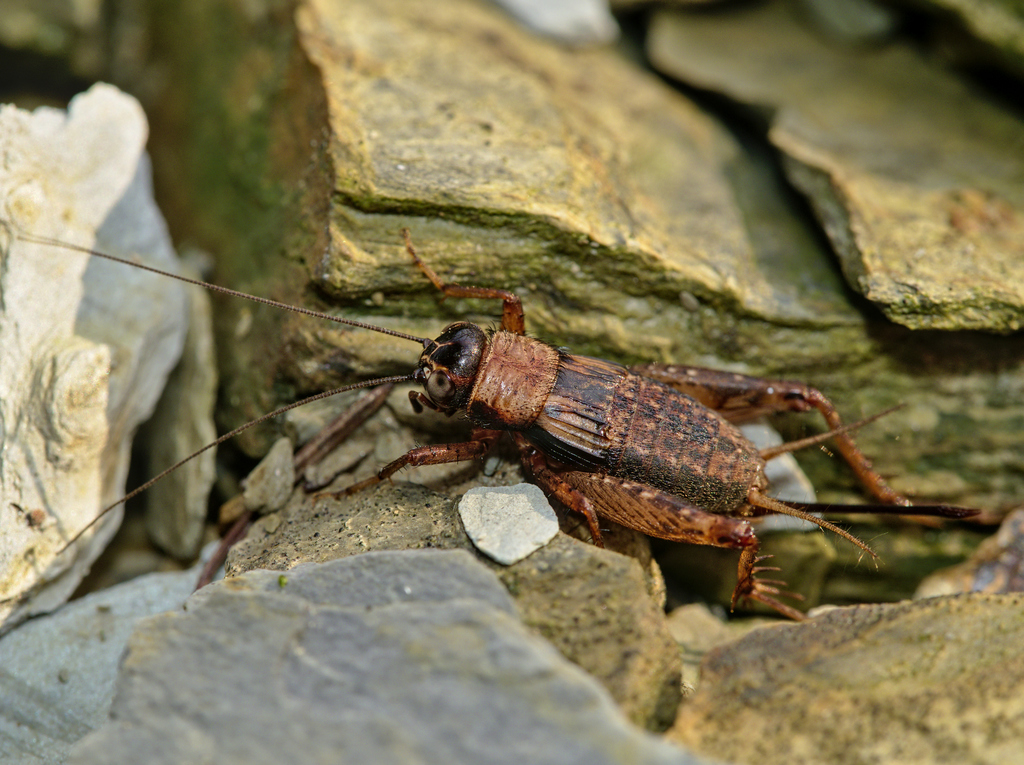 Wood Cricket