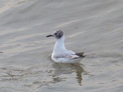 Chroicocephalus ridibundus