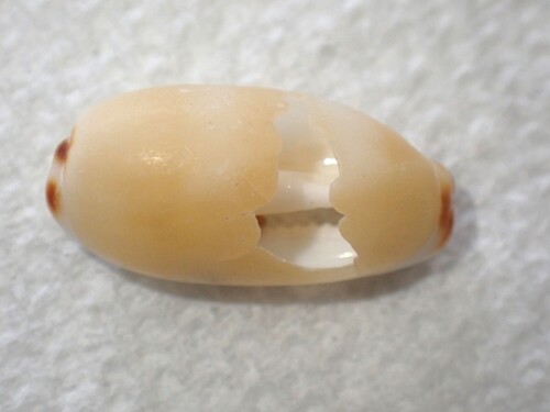 Cypraea isabella observed 2026-02-20